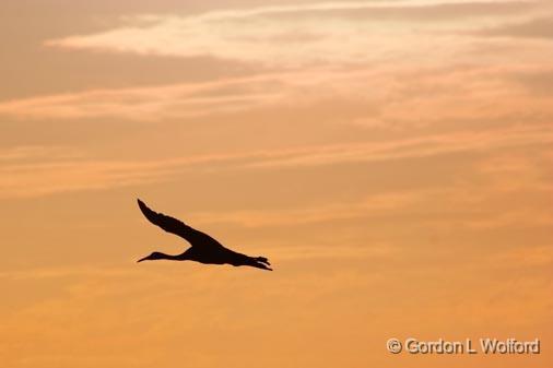 Sandhill Crane Silhouette_72762.jpg - Sandhill Crane (Grus canadensis) in flightPhotographed in the Bosque del Apache National Wildlife Refuge near San Antonio, New Mexico, USA.